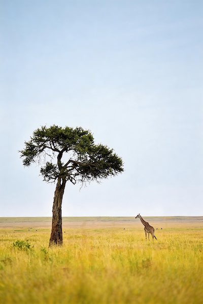 Destination Placeholder